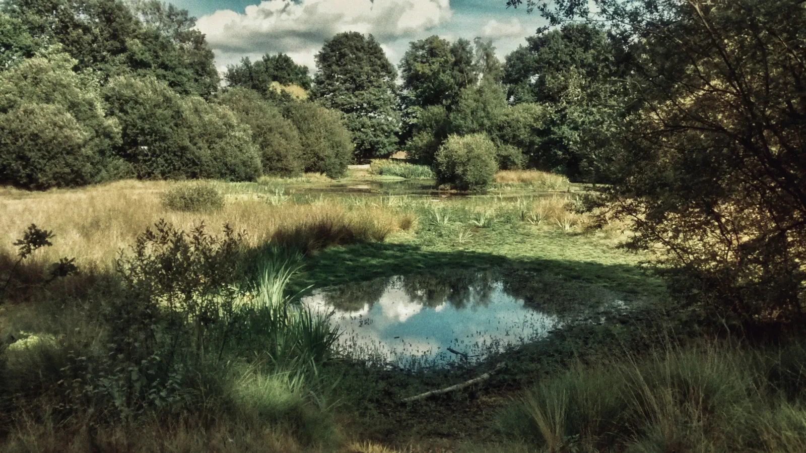 Pond on the East side of Wimbledon Common