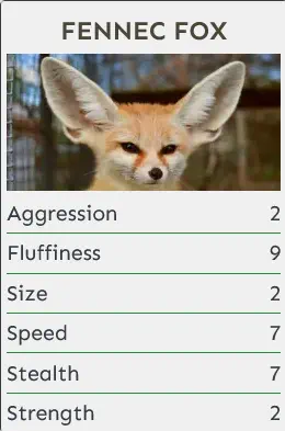 Fennec Fox
