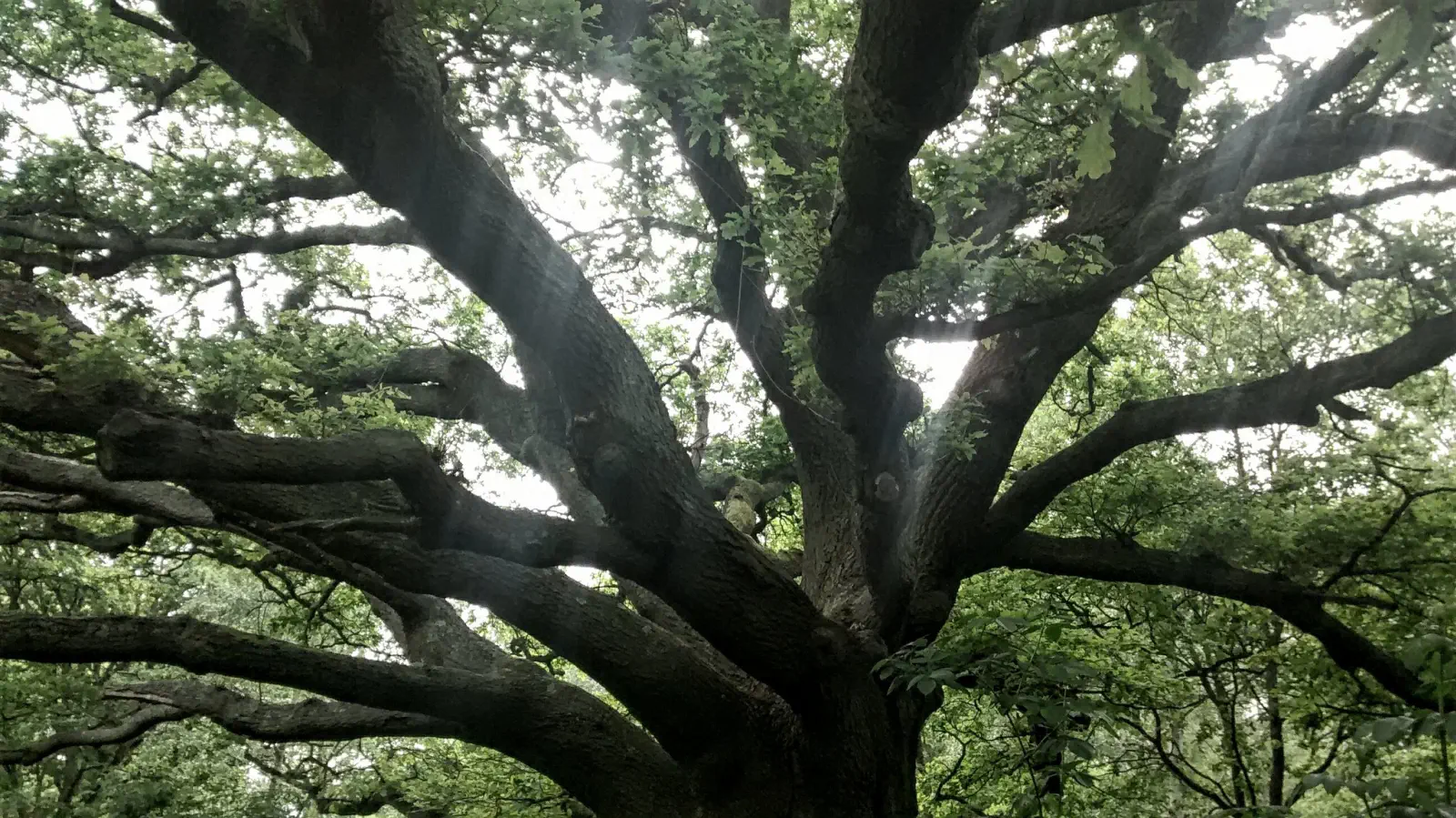 The sun's rays shine through the foliage of a tree on the Common